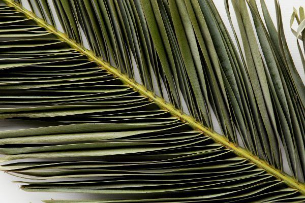 Cos'è finasteride e suo alternative naturalli.