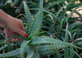 L’aloe in cucina: l’aloe vera si mangia? fa bene alla salute?