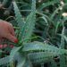 L’aloe in cucina: l’aloe vera si mangia? fa bene alla salute?