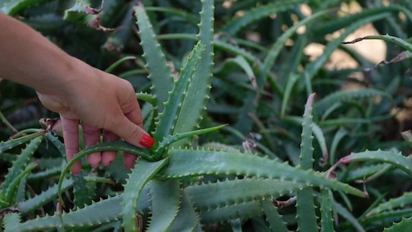 L’aloe in cucina: l’aloe vera si mangia? fa bene alla salute?