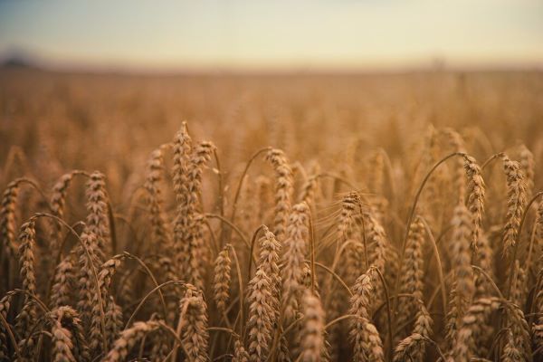 Campi di grano. Il grano è utilizzato in numerosi prodotti di bellezza.