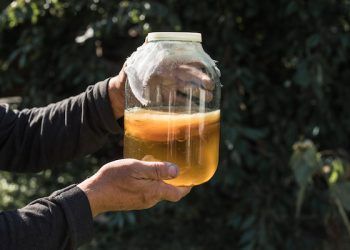 cosa sono i probiotici