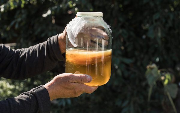 cosa sono i probiotici