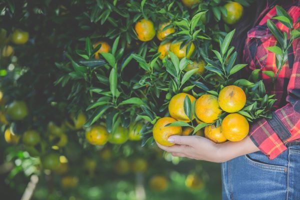 Donna nel giardino che raccoglie le arance