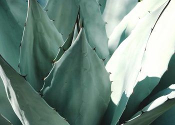 Quali sono i benefici del succo di aloe vera?