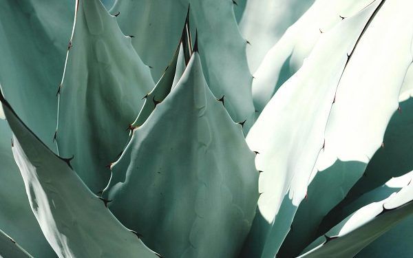 Quali sono i benefici del succo di aloe vera?